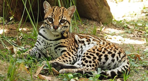 CAS no encuentra evidencia de Ocelote muerto en la Magdalena Medio imagen de la publicación