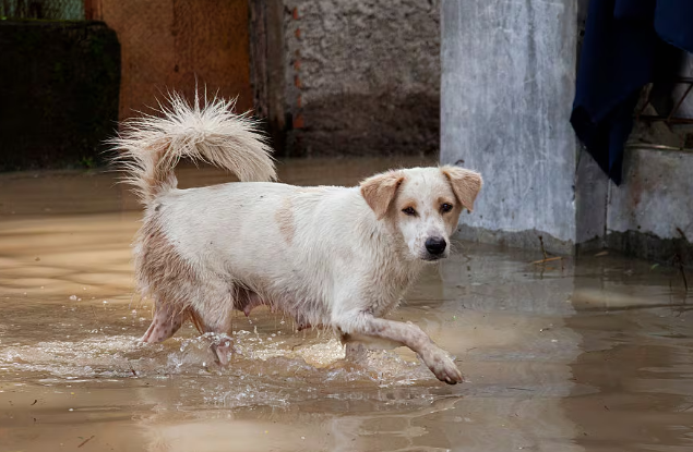 Todos sufren con la temporada invernal en Córdoba: reportan más de 5 mil animales afectados imagen de la publicación