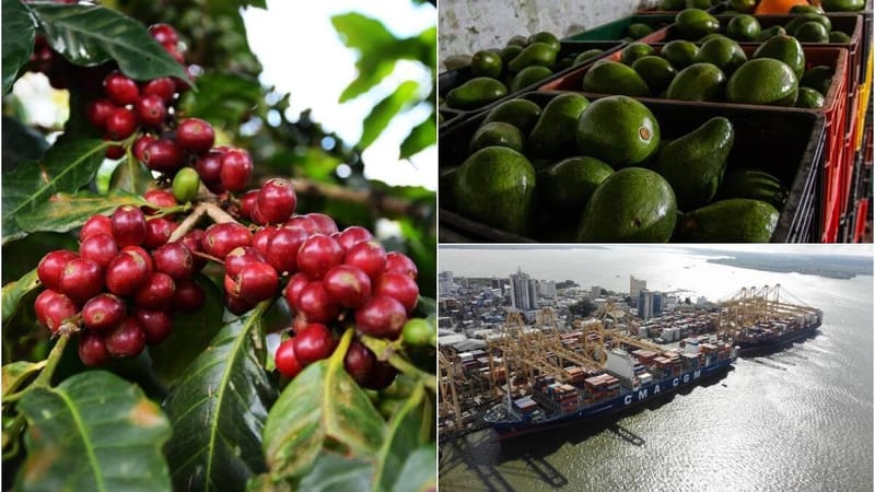 Repunte económico de Santander con crecimiento de  exportación de café y cacao imagen de la publicación