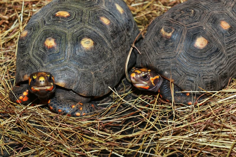 Liberan 60 tortugas morrocoy en Santander imagen de la publicación