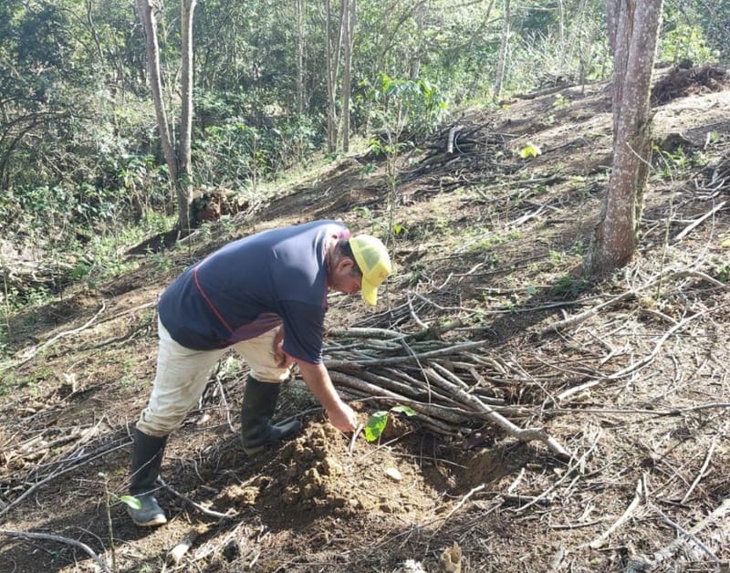 En Barichara hacen seguimiento a cultivos de cacao imagen de la publicación