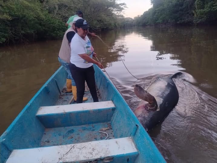 Reproducción de manatíes antillanos en la ciénaga San Silvestre de Barrancabermeja imagen de la publicación