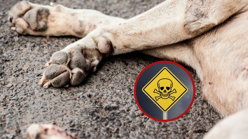 Denuncian envenenamiento masivo de mascotas en Floridablanca imagen de la publicación