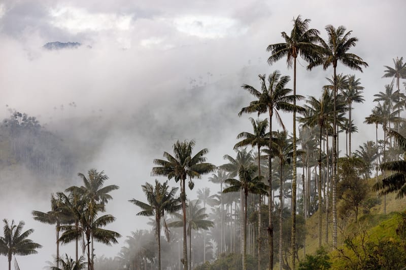 Llamado de la Gobernación de  Santander para proteger la palma de cera imagen de la publicación