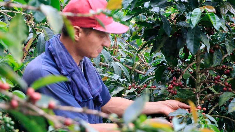 Pilas cafeteros de Santander: vienen $52.000 millones para mitigar llegada de El Niño imagen de la publicación