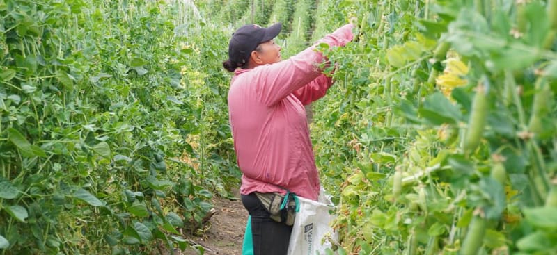 Van $147.000 millones en subsidios para el campo colombiano imagen de la publicación