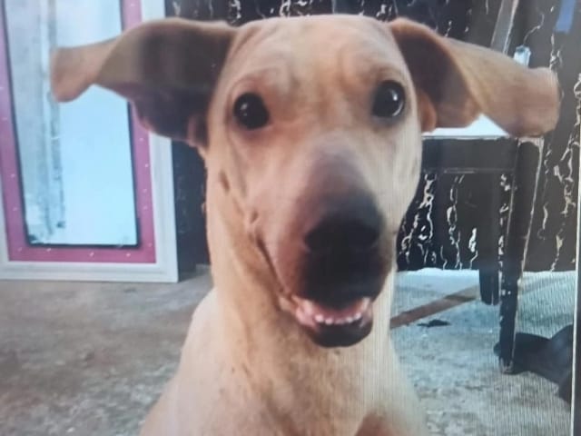 Exigen justicia para Kira, la perrita asesinada en el norte de Bucaramanga imagen de la publicación