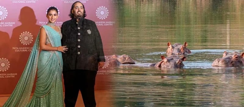 Multimillonario propone trasladar hipopótamos de Colombia a India para evitar eutanasia imagen de la publicación