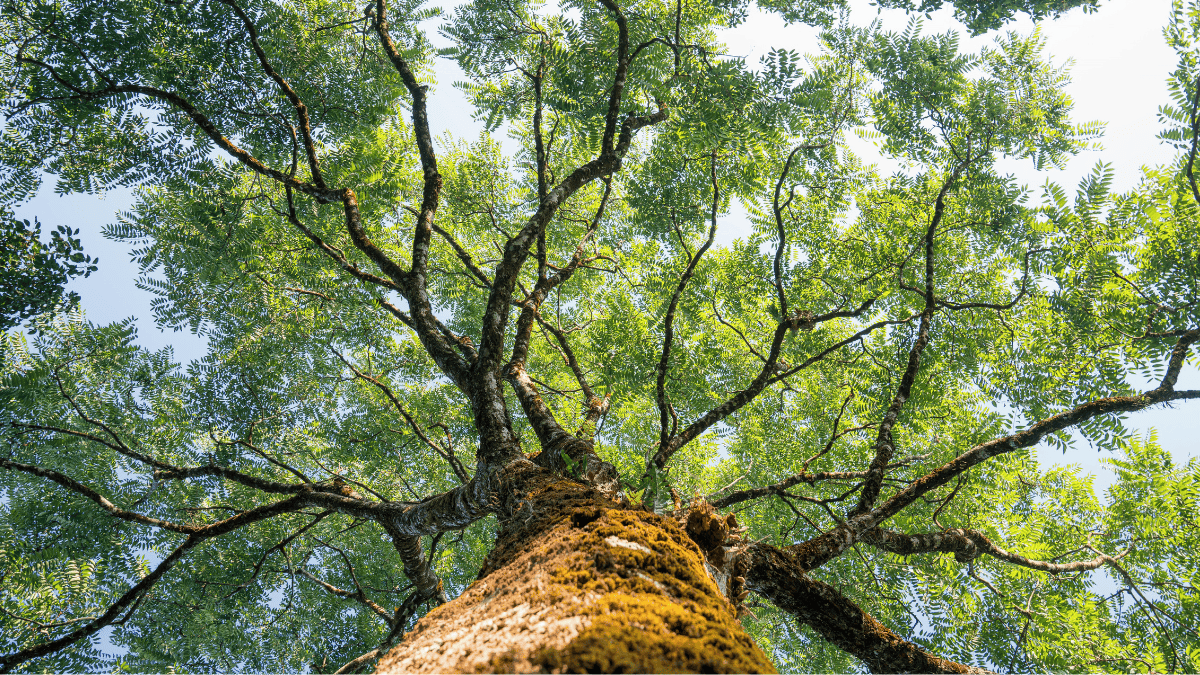 Día cívico por la naturaleza: sector público suspende actividades y privados cuestionan impacto en la productividad imagen de la publicación