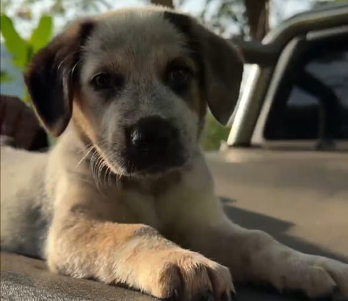Recuperada una cahorra canina luego de violenta muerte de  otro animal en Bucaramanga imagen de la publicación
