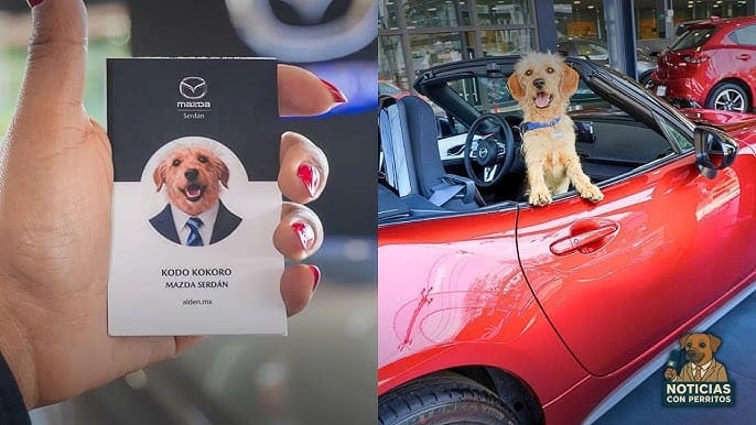 Perrito rescatado se convierte en “gerente de sonrisas” en concesionario de autos imagen de la publicación