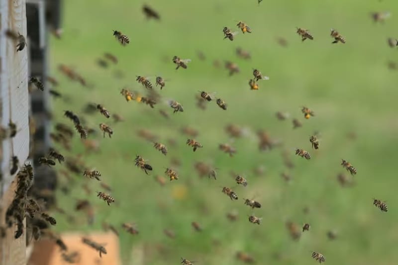 Ataque de abejas mató a adulto mayor en zona rural de Santander imagen de la publicación